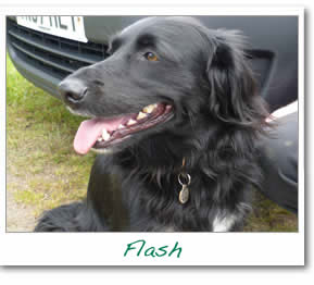 Flash